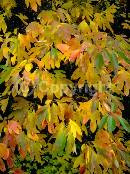 Yellow blooms; Deciduous; Broadleaf; North American Native