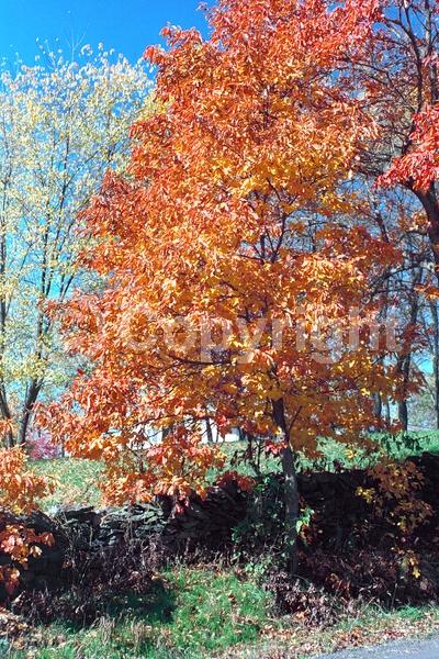 Yellow blooms; Deciduous; Broadleaf; North American Native