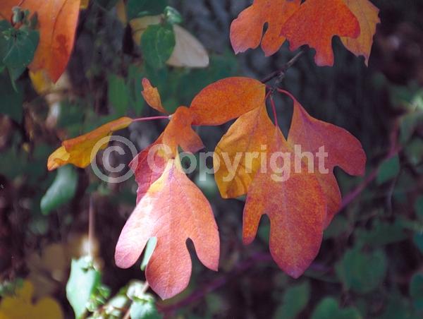 Yellow blooms; Deciduous; Broadleaf; North American Native