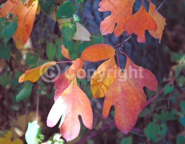 Yellow blooms; Deciduous; Broadleaf; North American Native