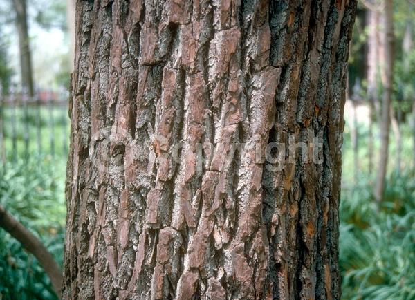 Yellow blooms; Deciduous; Broadleaf; North American Native