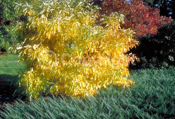 Yellow blooms; Deciduous; Broadleaf; North American Native