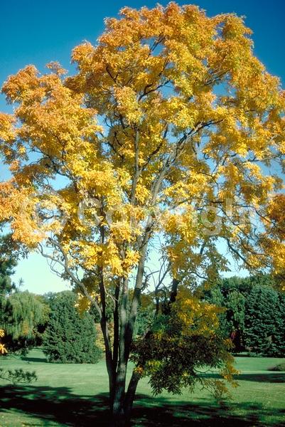Yellow blooms; Deciduous; Broadleaf; North American Native
