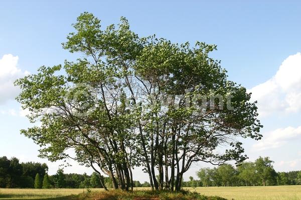 Yellow blooms; Deciduous; Broadleaf; North American Native