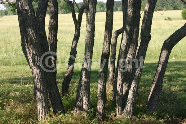 Yellow blooms; Deciduous; Broadleaf; North American Native