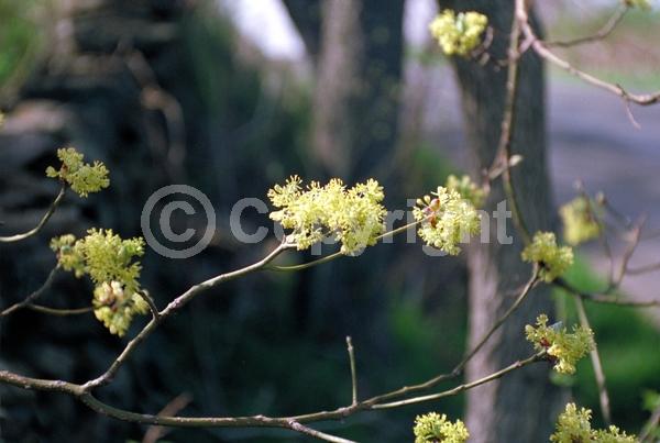 Yellow blooms; Deciduous; Broadleaf; North American Native