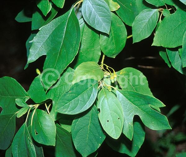 Yellow blooms; Deciduous; Broadleaf; North American Native