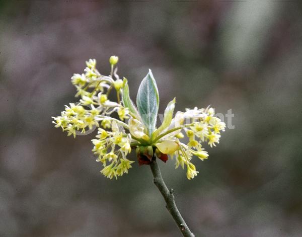 Yellow blooms; Deciduous; Broadleaf; North American Native