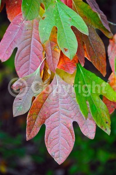 Yellow blooms; Deciduous; Broadleaf; North American Native