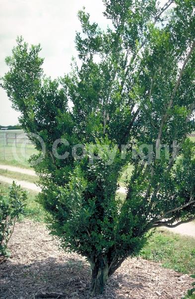Green blooms; Evergreen; North American Native