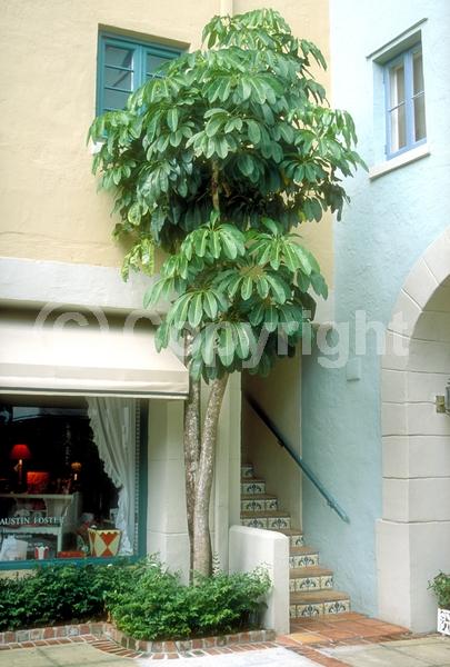 Red blooms; Evergreen; Broadleaf; North American Native