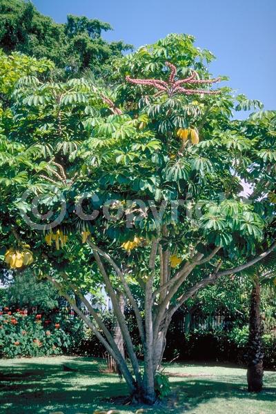 Red blooms; Evergreen; Broadleaf; North American Native