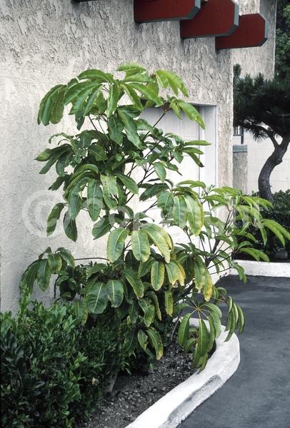 Red blooms; Evergreen; Broadleaf; North American Native