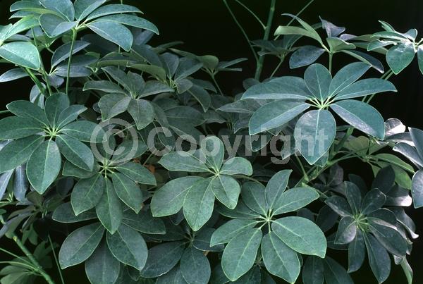 Red blooms; Evergreen; Broadleaf; North American Native