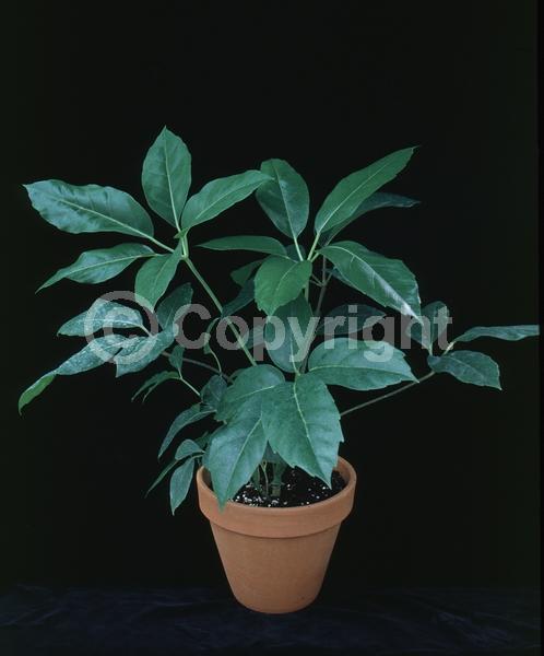 Red blooms; Evergreen; Broadleaf; North American Native