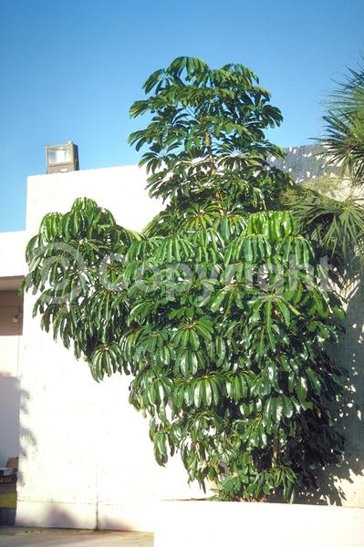 Red blooms; Evergreen; Broadleaf; North American Native