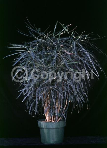 Yellow blooms; Green blooms; Evergreen; Broadleaf