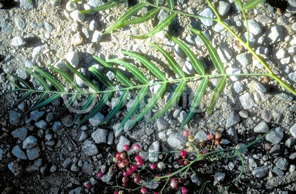 Yellow blooms; White blooms; Evergreen