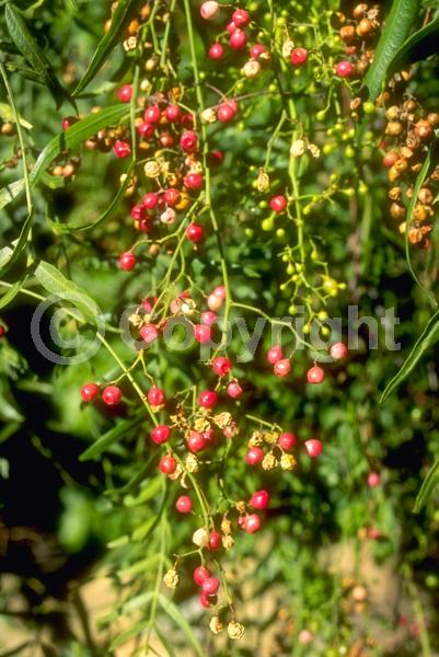 Yellow blooms; White blooms; Evergreen