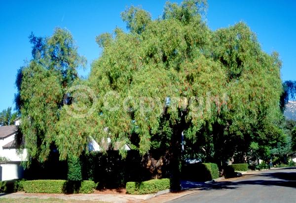 Yellow blooms; White blooms; Evergreen