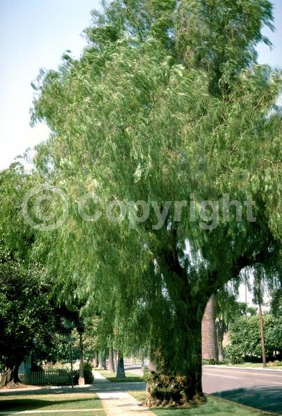 Yellow blooms; White blooms; Evergreen