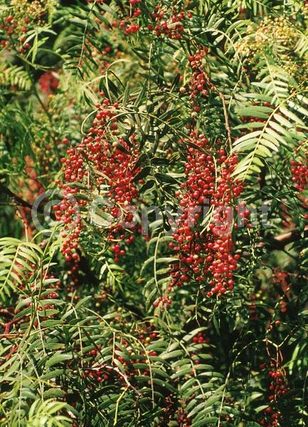 Yellow blooms; White blooms; Evergreen