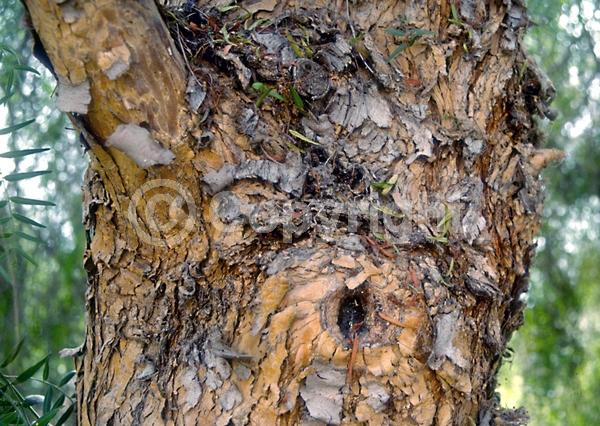 Yellow blooms; White blooms; Evergreen