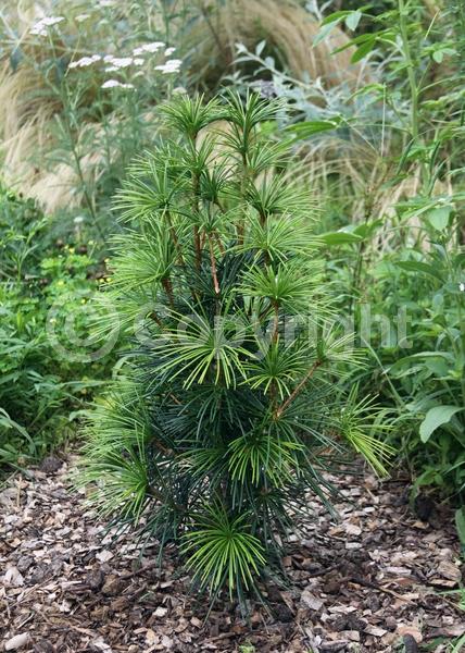 Unknown blooms; Evergreen; Broadleaf