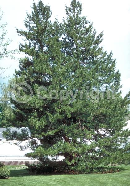 Unknown blooms; Evergreen; Broadleaf