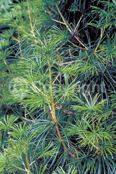 Unknown blooms; Evergreen; Broadleaf