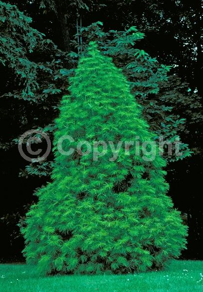 Unknown blooms; Evergreen; Broadleaf