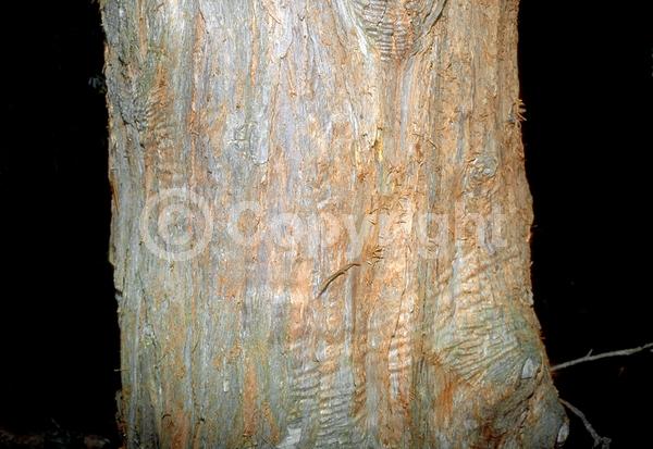 Unknown blooms; Evergreen; Broadleaf