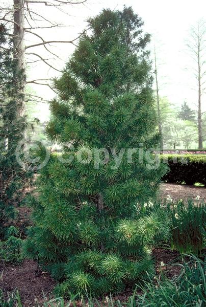 Unknown blooms; Evergreen; Broadleaf