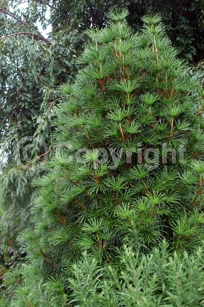 Unknown blooms; Evergreen; Broadleaf