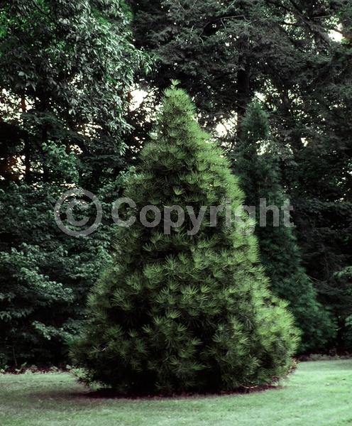 Unknown blooms; Evergreen; Broadleaf