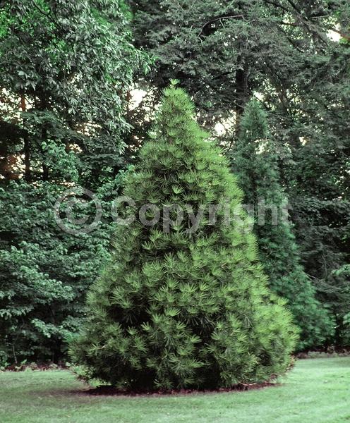 Unknown blooms; Evergreen; Broadleaf