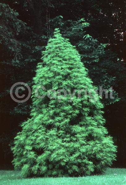 Unknown blooms; Evergreen; Broadleaf