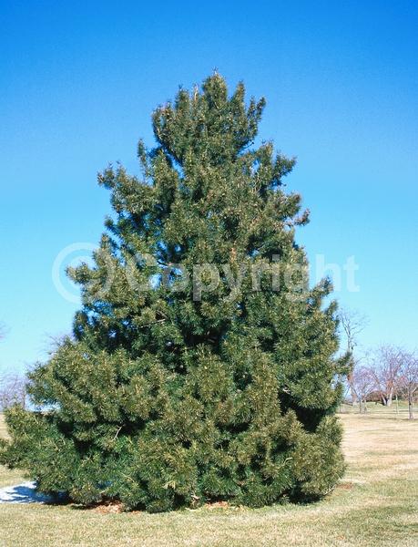 Unknown blooms; Evergreen; Broadleaf