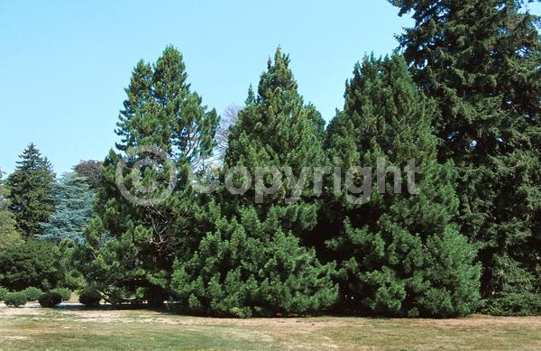 Unknown blooms; Evergreen; Broadleaf