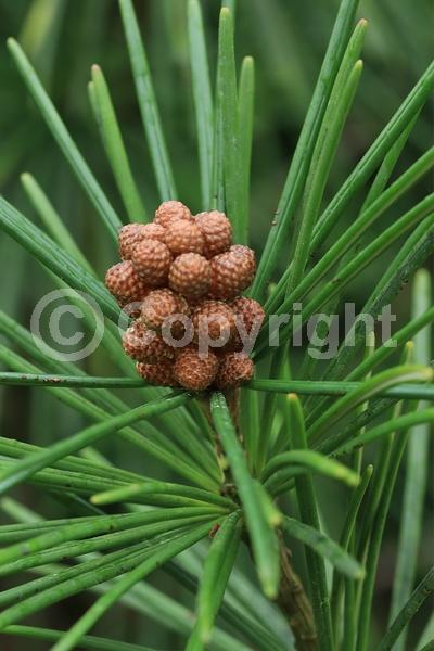 Unknown blooms; Evergreen; Broadleaf