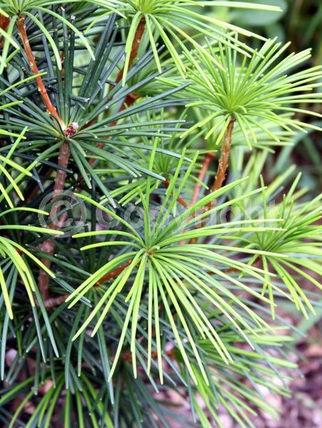 Unknown blooms; Evergreen; Broadleaf