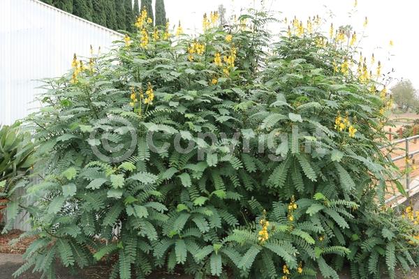 Yellow blooms; Evergreen