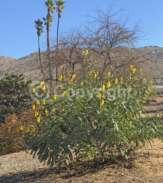 Yellow blooms; Evergreen