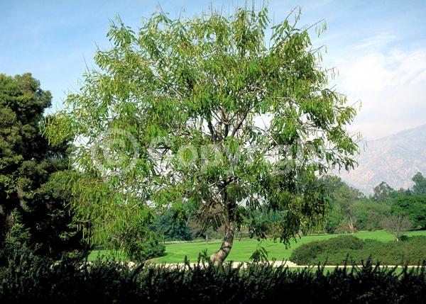 Yellow blooms; Evergreen