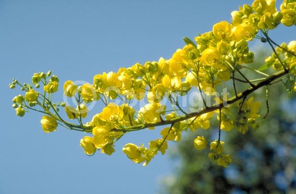 Yellow blooms; Evergreen