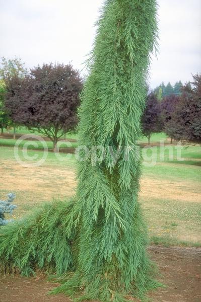 Unknown blooms; Evergreen