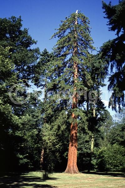 Unknown blooms; Evergreen; North American Native