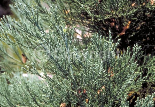 Unknown blooms; Evergreen; North American Native