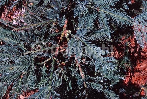 Unknown blooms; Evergreen; Needles or needle-like leaf