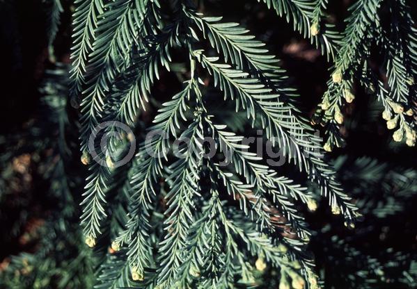 Unknown blooms; Evergreen; Needles or needle-like leaf